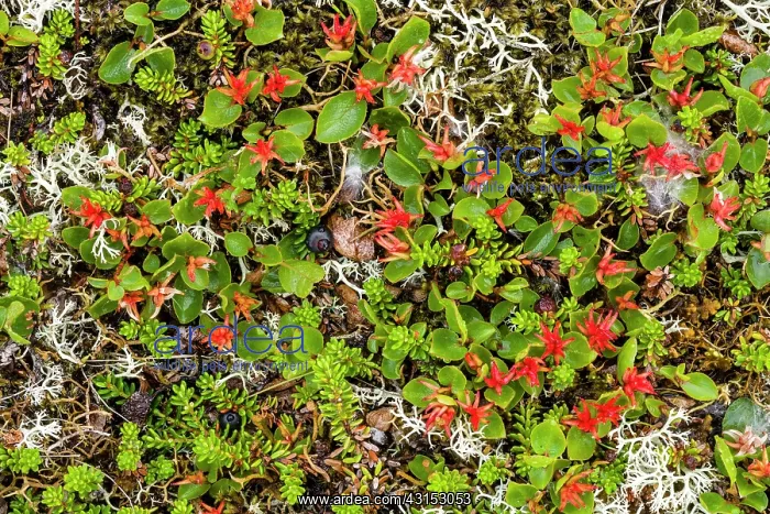 : Dwarf Willow : Dwarf Willow