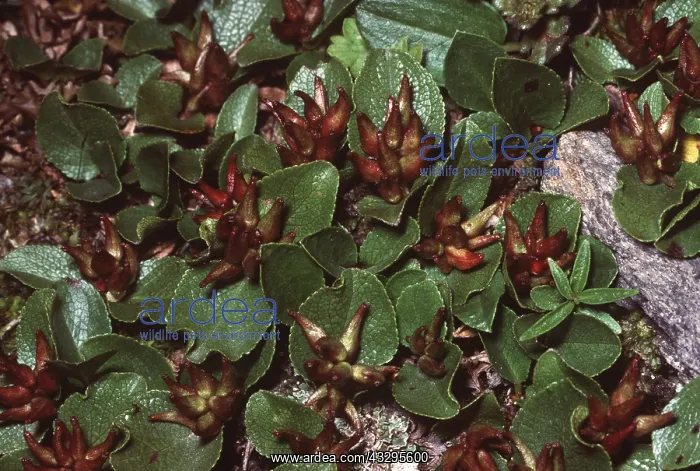 : LEAST / DWARF WILLOW : LEAST / DWARF WILLOW