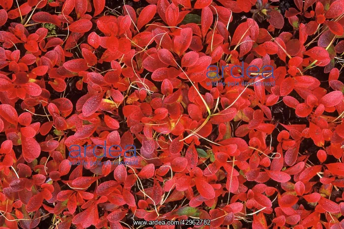 : Dwarf Willow in Autumn colour - October : Dwarf Willow in Autumn colour - October