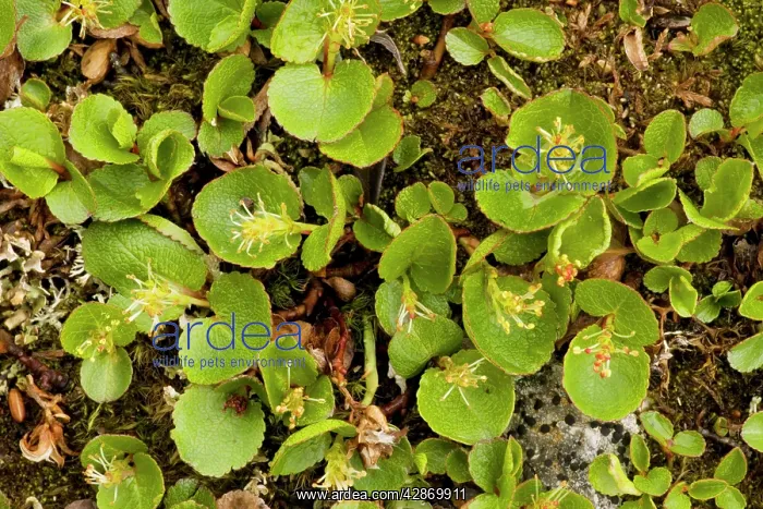 : Dwarf Willow / dwarf willow : Dwarf Willow / dwarf willow