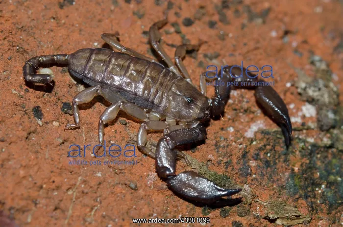 : Dwarf Wood Scorpion : Dwarf Wood Scorpion