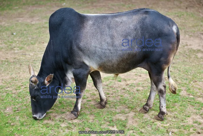 : Dwarf Zebu - A development of the sacred cattle : Dwarf Zebu - A development of the sacred cattle