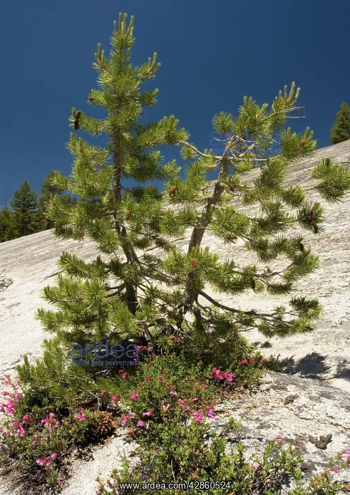 : Dwarfed Lodgepole Pine - with Newberry Penstemon on granite : Dwarfed Lodgepole Pine - with Newberry Penstemon on granite