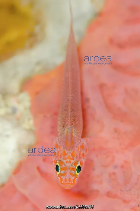 : Dwarfgoby - Plateau dive site, Balbulol Island, Misool, Raja Ampat, West Papua, Indonesia : Dwarfgoby - Plateau dive site, Balbulol Island, Misool, Raja Ampat, West Papua, Indonesia
