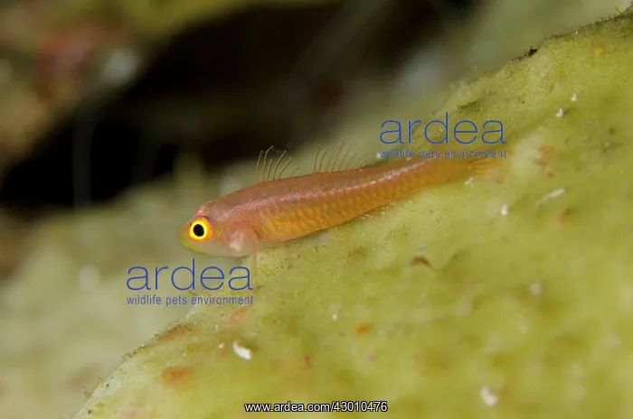 : Dwarfgoby on coral Batu Angus dive site, Lembeh : Dwarfgoby on coral Batu Angus dive site, Lembeh