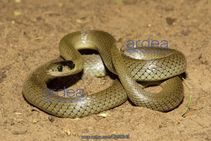 : Dwyer's Snake : Dwyer's Snake