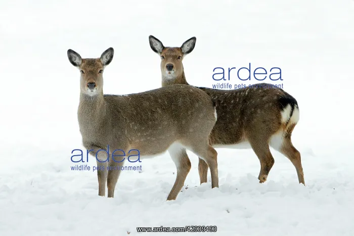 : Dybowski's / Sika Deer - two does alert on snow : Dybowski's / Sika Deer - two does alert on snow