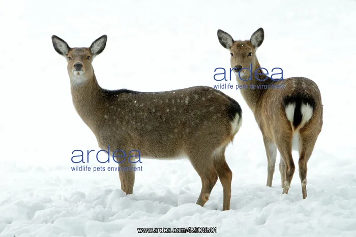 : Dybowski's / Sika Deer - two does alert on snow : Dybowski's / Sika Deer - two does alert on snow