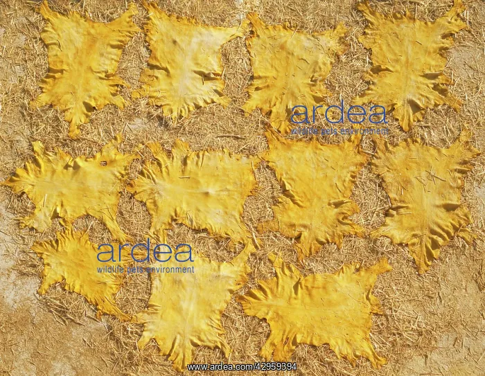 : Dyed Hides are sun-dried on a roof terrace in the : Dyed Hides are sun-dried on a roof terrace in the