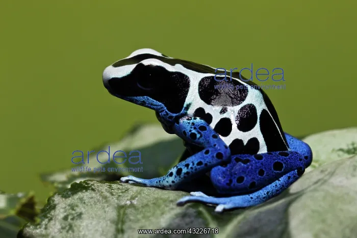 : Dyeing Dart Frog (Dendrobates tinctorius : Dyeing Dart Frog (Dendrobates tinctorius