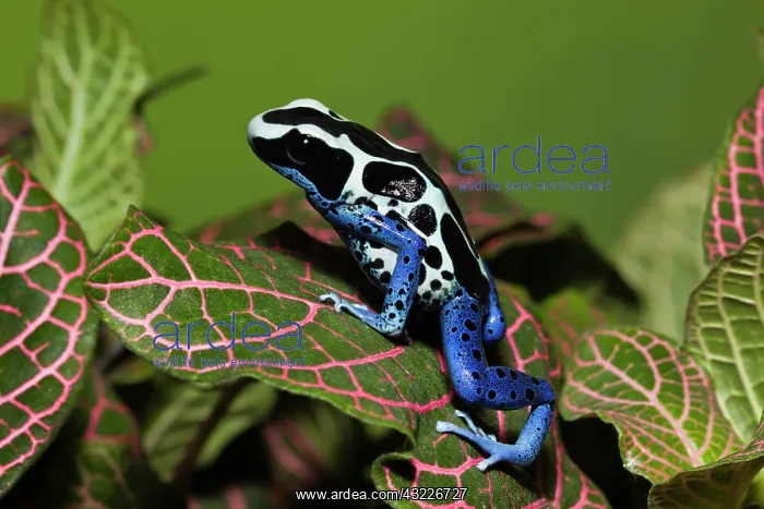 : Dyeing Dart Frog (Dendrobates tinctorius : Dyeing Dart Frog (Dendrobates tinctorius