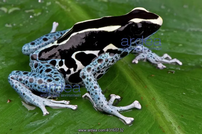 : Dyeing dart frog (Dendrobates tinctorius) powder : Dyeing dart frog (Dendrobates tinctorius) powder