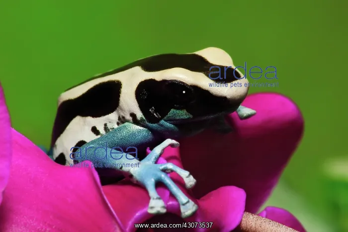 : Dyeing Dart Frog ^Patricia^ : Dyeing Dart Frog ^Patricia^