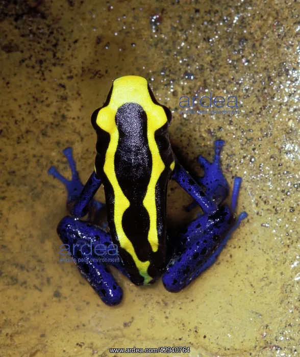 : Dyeing Poison Arrow / Dart Frog : Dyeing Poison Arrow / Dart Frog