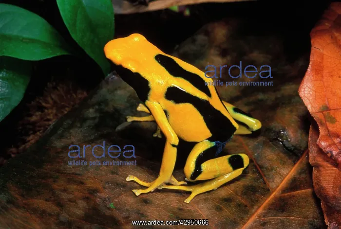 : Dyeing Poison Arrow / Poison Dart Frog : Dyeing Poison Arrow / Poison Dart Frog