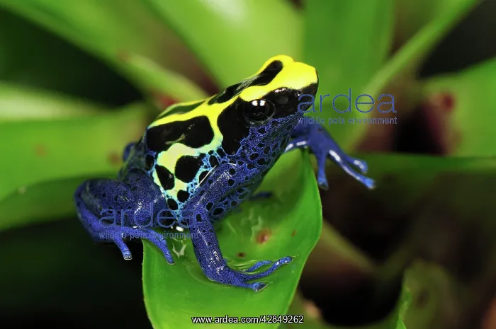 : Dyeing Poison Dart Frog : Dyeing Poison Dart Frog