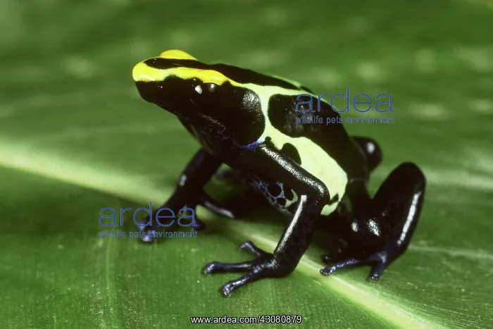 : Dyeing Poison Dart Frog : Dyeing Poison Dart Frog