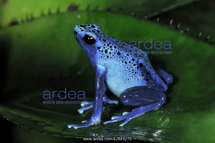 : Dyeing Poison Dart Frog Blue Poison Dart Frog : Dyeing Poison Dart Frog Blue Poison Dart Frog