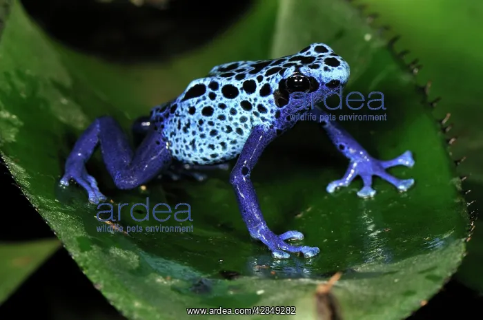 : Dyeing Poison Dart Frog Blue Poison Dart Frog : Dyeing Poison Dart Frog Blue Poison Dart Frog