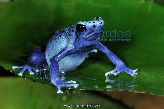 : Dyeing Poison Dart Frog Blue Poison Dart Frog : Dyeing Poison Dart Frog Blue Poison Dart Frog