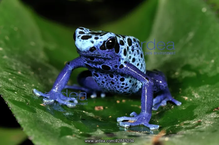 : Dyeing Poison Dart Frog Blue Poison Dart Frog : Dyeing Poison Dart Frog Blue Poison Dart Frog