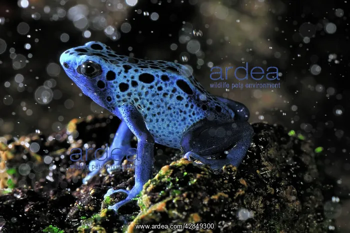 : Dyeing Poison Dart Frog Blue Poison Dart Frog : Dyeing Poison Dart Frog Blue Poison Dart Frog
