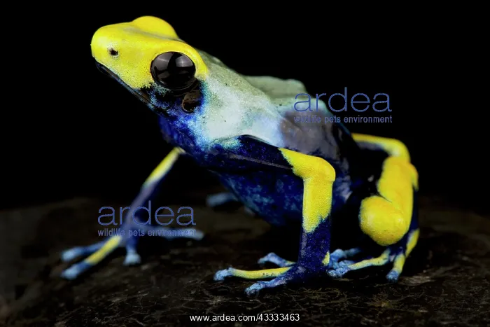 : Dyeing poison dart frog (Dendrobates tinctorius) : Dyeing poison dart frog (Dendrobates tinctorius)