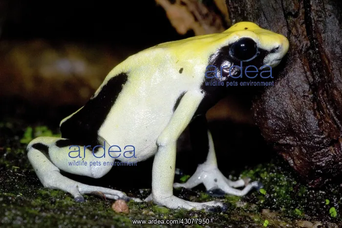 : Dyeing Poison Frog : Dyeing Poison Frog