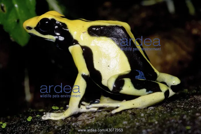 : Dyeing Poison Frog : Dyeing Poison Frog