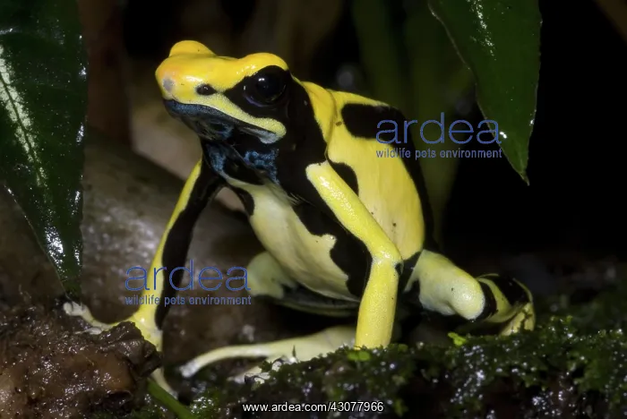 : Dyeing Poison Frog : Dyeing Poison Frog