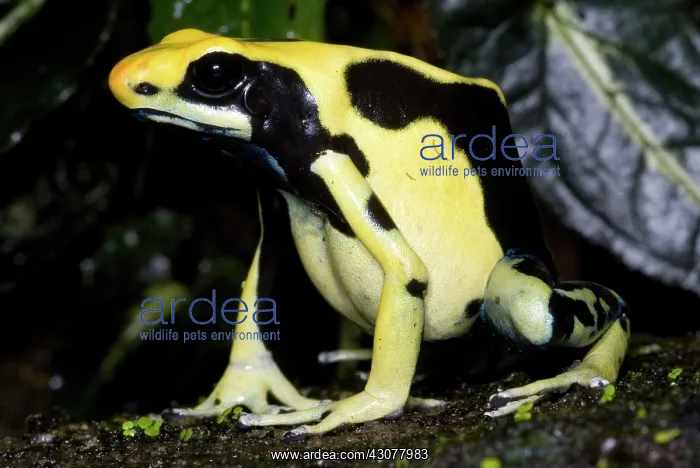 : Dyeing Poison Frog : Dyeing Poison Frog