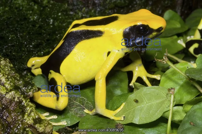 : Dyeing Poison Frog : Dyeing Poison Frog