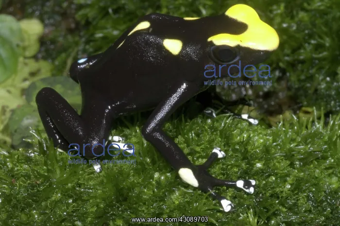 : Dyeing Poison Frog : Dyeing Poison Frog