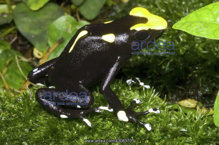  : Dyeing Poison Frog
