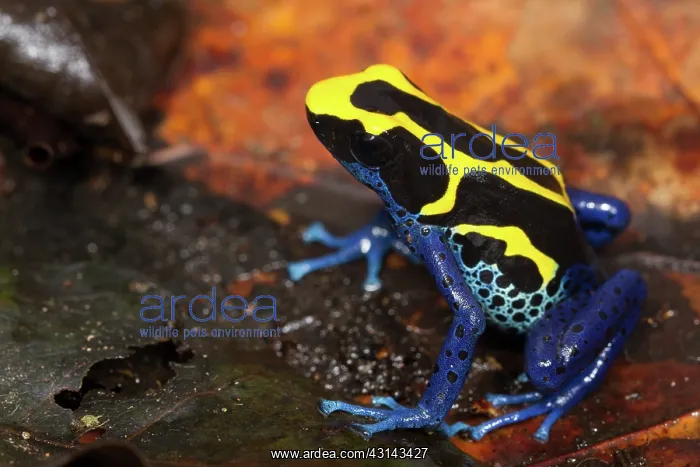 : Dyeing Poison Frog : Dyeing Poison Frog