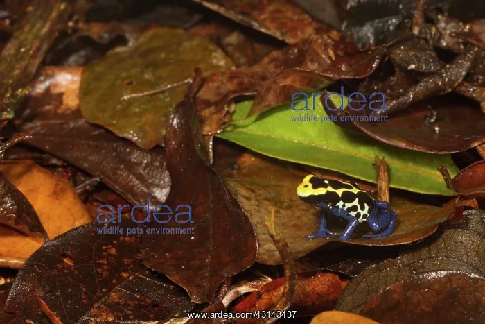 : Dyeing Poison Frog : Dyeing Poison Frog