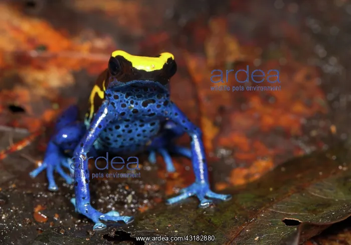 : Dyeing Poison Frog : Dyeing Poison Frog