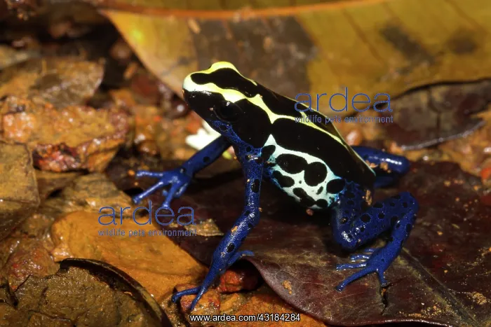 : Dyeing Poison Frog : Dyeing Poison Frog