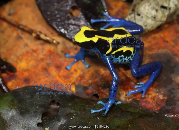 : Dyeing Poison Frog : Dyeing Poison Frog