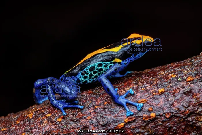 : Dyeing poison frog (Dendrobates tinctorius) on a : Dyeing poison frog (Dendrobates tinctorius) on a