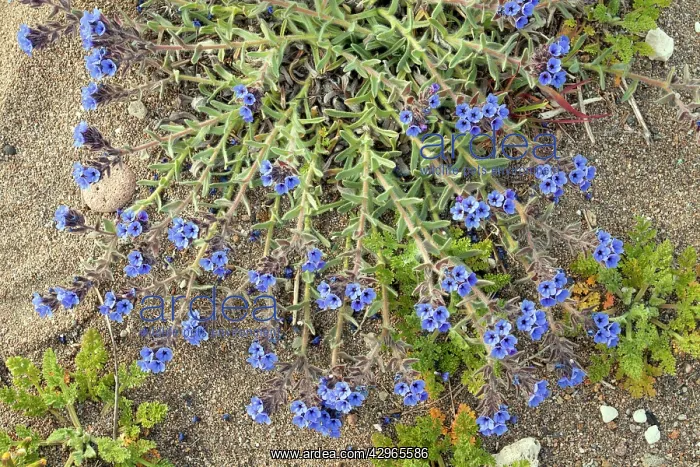 : Dyer's Alkanet - on dunes : Dyer's Alkanet - on dunes