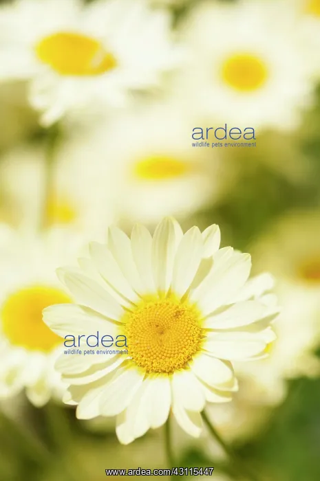 : Dyer's chamomile, Anthemis tinctoria E.C. Buxton : Dyer's chamomile, Anthemis tinctoria E.C. Buxton