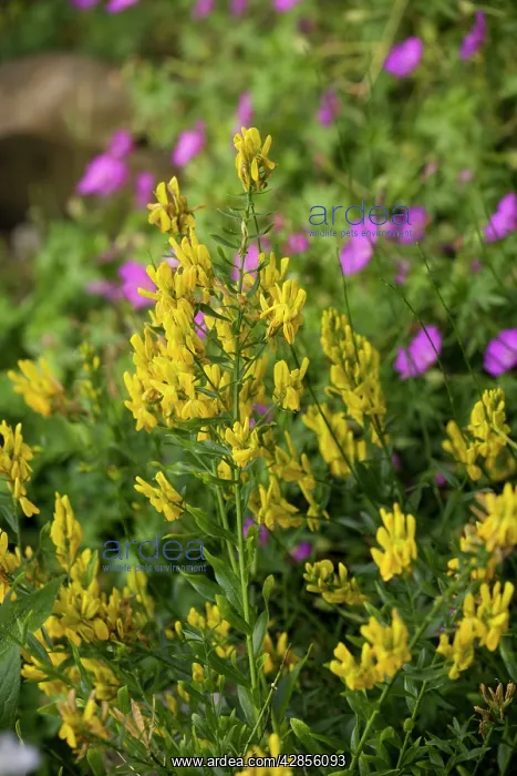 : Dyer's greenweed : Dyer's greenweed
