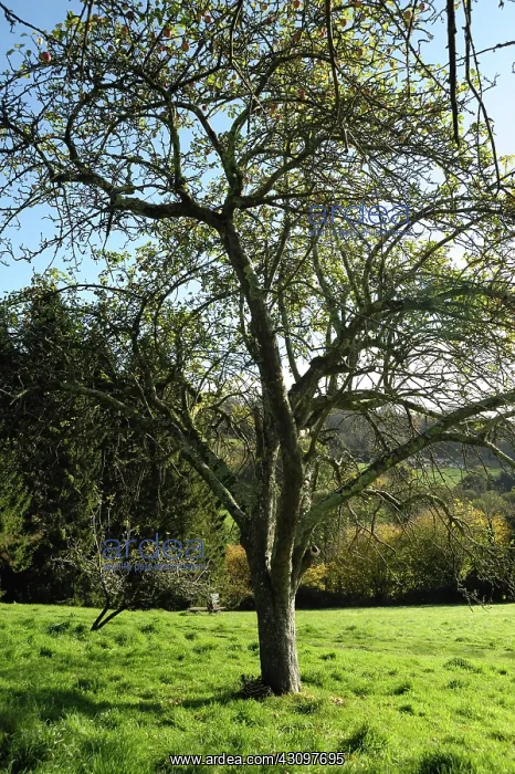 : Dying apple tree : Dying apple tree