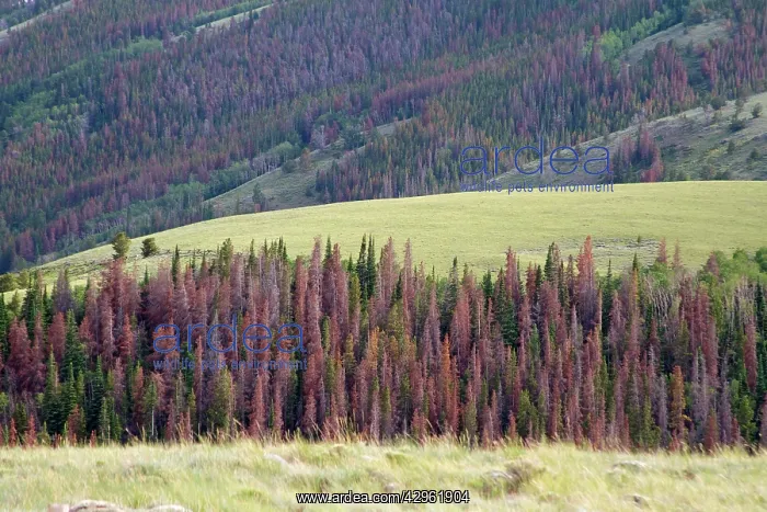 : Dying and dead trees from Bark Beetle that has : Dying and dead trees from Bark Beetle that has