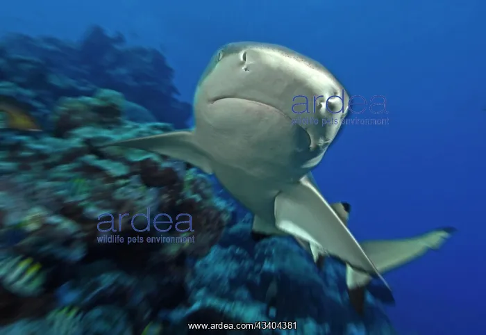: Dynamic photo of large grey reef shark (Carcharhinus : Dynamic photo of large grey reef shark (Carcharhinus