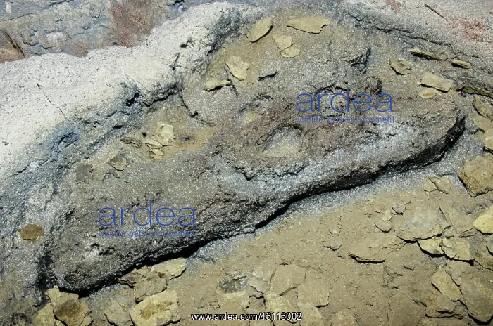 : Dyrosaurid Crocodile Skull Fossil in Stone : Dyrosaurid Crocodile Skull Fossil in Stone