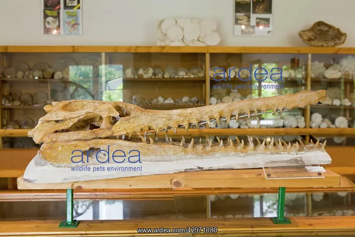 : Dyrosaurus phosphaticus Head - Marocco - Lower : Dyrosaurus phosphaticus Head - Marocco - Lower