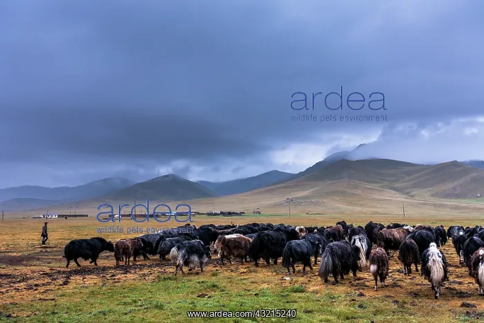 : Dzos herd in the Steppe - Mongolia Arkhangai : Dzos herd in the Steppe - Mongolia Arkhangai