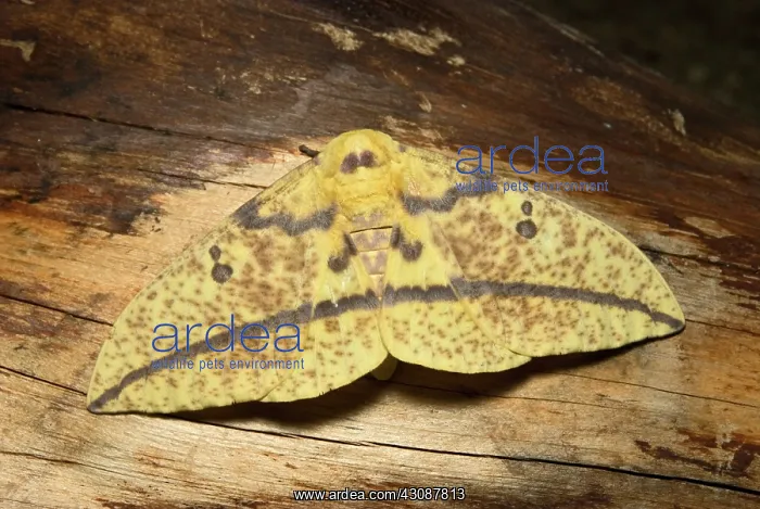 : Eacles Oslari : Eacles Oslari